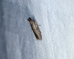 Copamyntis leptocosma