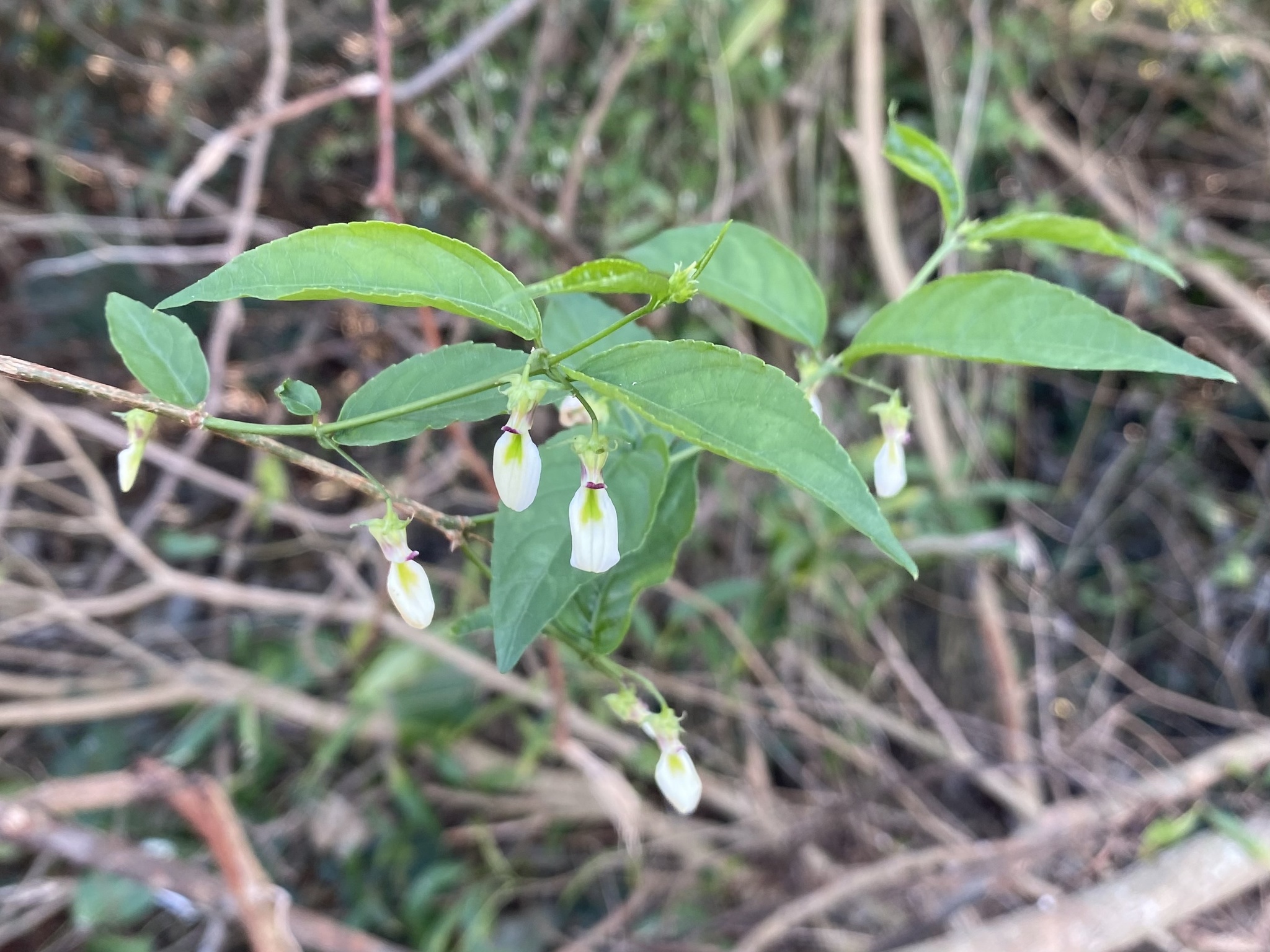 Pombalia bigibbosa