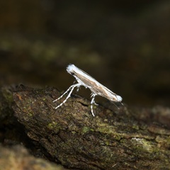 Epicephala lativalvaris