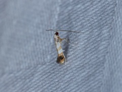 Gibbovalva singularis