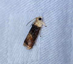 Hedya iophaea