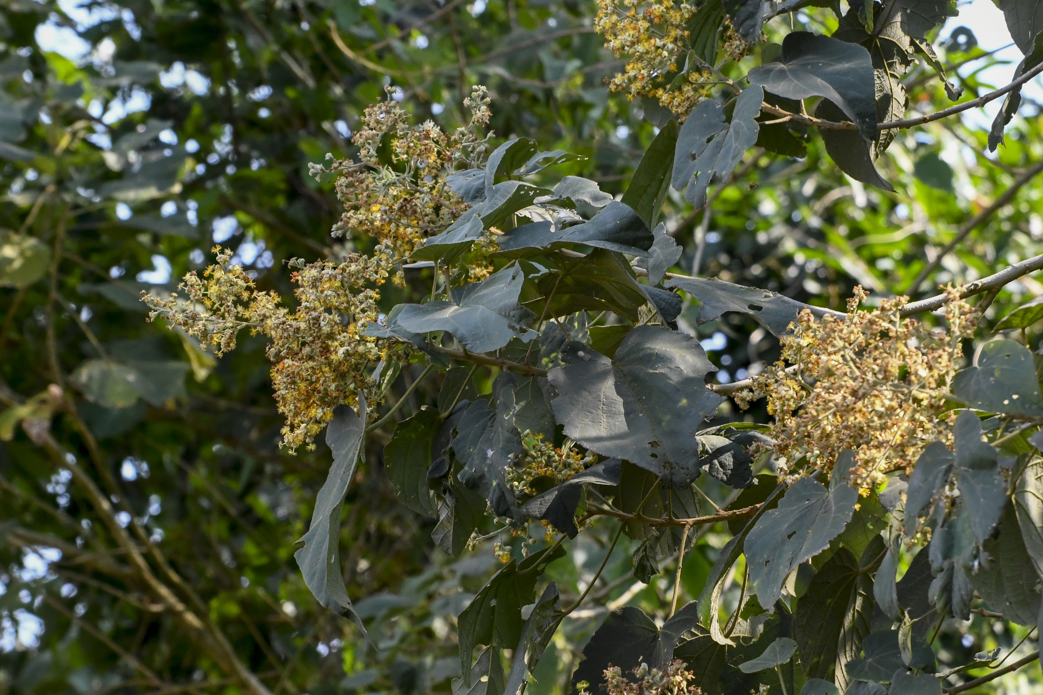 Abutilon densiflorum