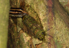 Sphenomorphus sanctus