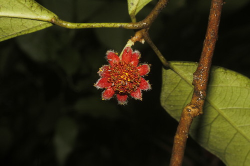 Garcia nutans, photograph 4