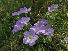 Linum hirsutum