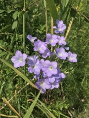 Linum hirsutum