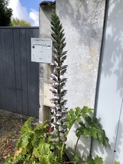 Acanthus mollis