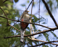 Elegant Trogon photo 1