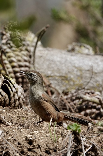Dusky-tailed Canastero (Pseudasthenes humicola), photo 2