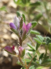 Lupinus concinnus