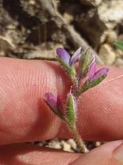 Lupinus concinnus