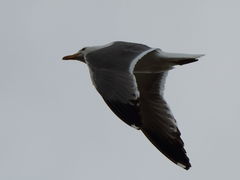 Larus armenicus