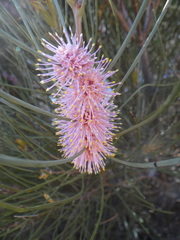 Hakea invaginata