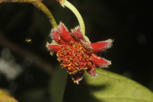 Garcia nutans, photograph 6
