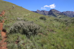 Lotononis lotononoides