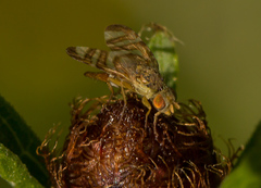 Chaetorellia jaceae