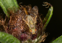 Chaetorellia jaceae
