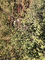 Ximenia americana microphylla
