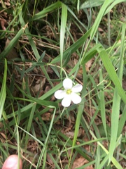 Arenaria montana