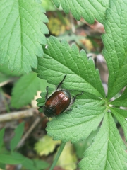 Phyllopertha horticola