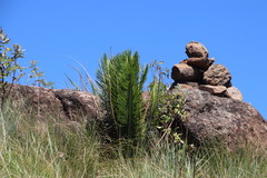 Encephalartos ghellinckii