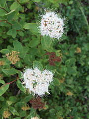 Spiraea stevenii