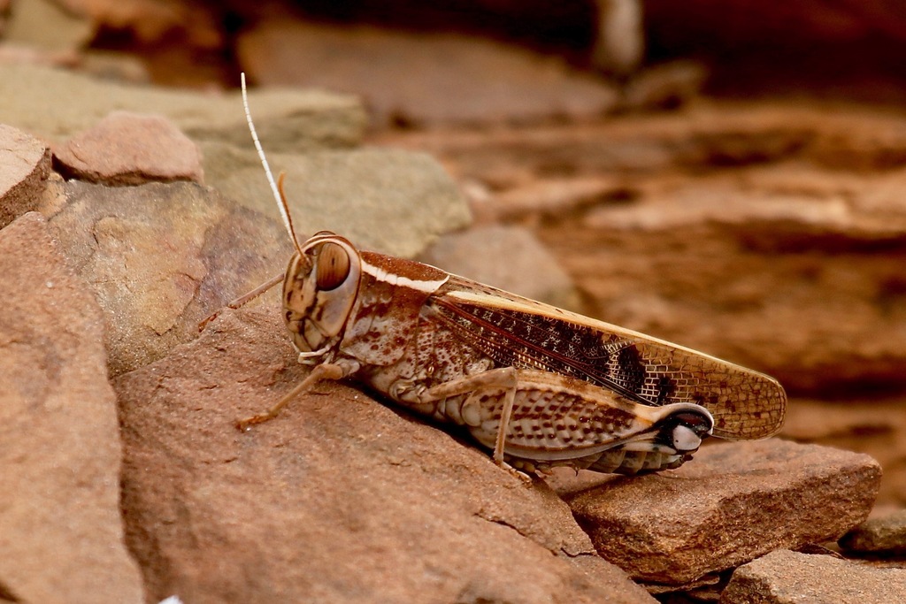 Sphodromerus