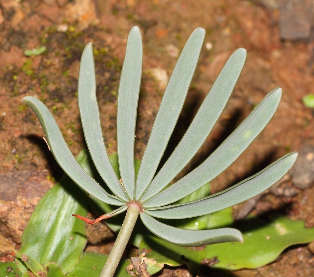 Yellow Sorrel