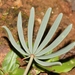 Oxalis flava - Photo (c) Marion Maclean, algunos derechos reservados (CC BY-NC)