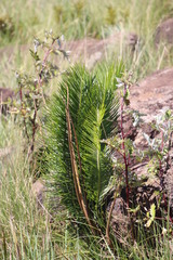 Encephalartos ghellinckii