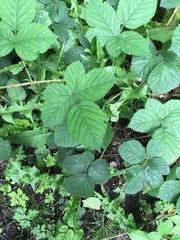 Rubus