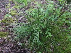 Carex debilis