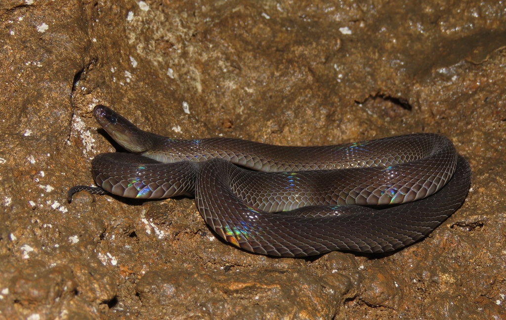 Yuinkai Mountains Burrowing Snake