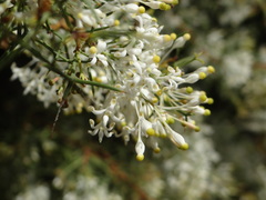 Grevillea levis
