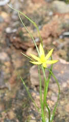 Pauridia serrata serrata