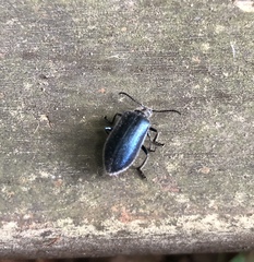 Cerogria janthinipennis