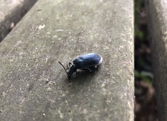 Cerogria janthinipennis