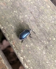 Cerogria janthinipennis