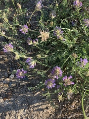Astragalus laxmannii