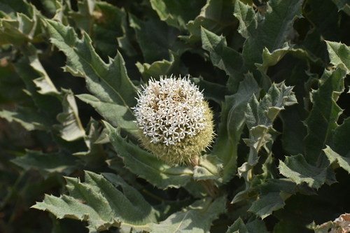 Echinops giganteus