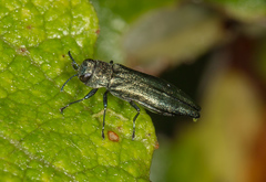 Agrilus viridis