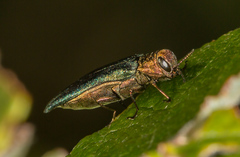 Agrilus viridis