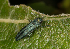 Agrilus viridis