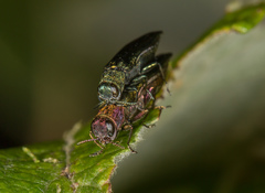Agrilus viridis