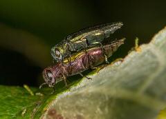 Agrilus viridis