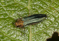 Agrilus viridis