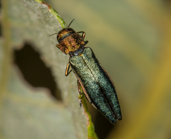 Agrilus viridis