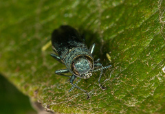 Agrilus viridis