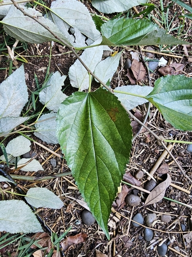 Morus alba observed 2024-08-15