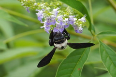 Xylocopa phalothorax